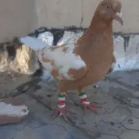 ماده افغانی زرد|پرنده|تربت‌حیدریه, کلاته توکلی|دیوار