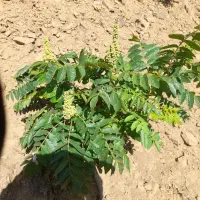 ریشه سماق اصل وضمانتی