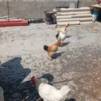 ۴عدد  مرغ بفروش می رسد