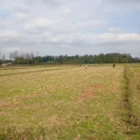 زمین شالیزاری شاندرمن|فروش دفتر صنعتی، کشاورزی، تجاری|شاندرمن, |دیوار