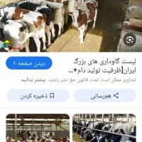 کارگر گاوداری