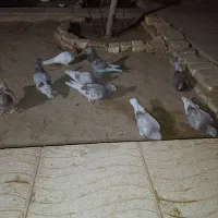 کفتر پلاکی بلژیکی|پرنده|اشکذر, |دیوار