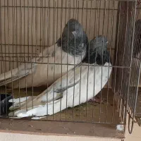 کبوتر کلبه سبز