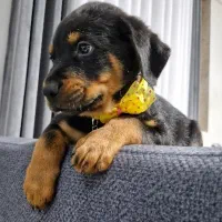 روتوایلر ماده