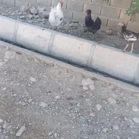 خروس گلین|حیوانات مزرعه|سرپل ذهاب, |دیوار