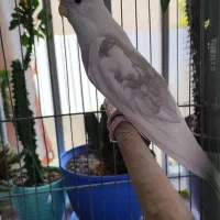 عروس هلندی آلبینو