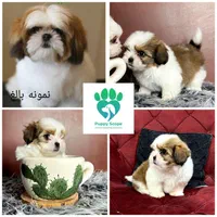 سگ شیتزو فلت عروسکی|سگ|مشهد, الهیه|دیوار