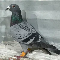 کبوتر صید