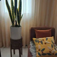 گل و گلدان سانسوریا