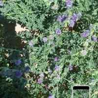 یونجه انباری خشک