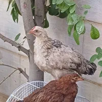 خروس و مرغ