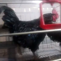فروش خروس مشکی