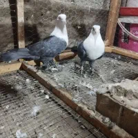 کلاغ کربلایی نر ماده جفتگاه