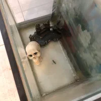 آکواریوم|ماهی|اردبیل, |دیوار