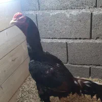 فروش خروس لاری