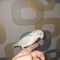 جوجه کوتوله برزیلی