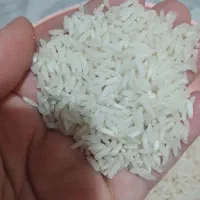 برنج هاشمی درجه یک محصول شهریور  ۱۴۰۵