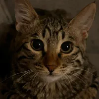 گربه خونگی شیراز و صدرا