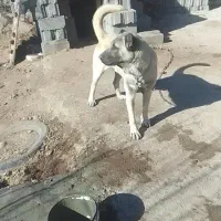 سگ‌سرابی|سگ|سراب, |دیوار