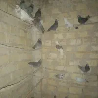 کفتر نرو ماده|پرنده|تهران, بریانک|دیوار