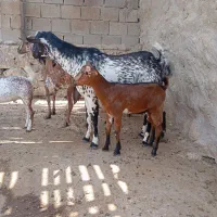 نری وبزداشتی