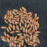 تریتیکاله پایه بلند خارجی