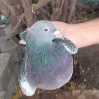 کبوتر.|پرنده|کرمان, |دیوار