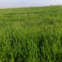 فروش نهال پیاز مینروا|گل و گیاه طبیعی|جیرفت, |دیوار