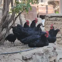 خروس تمام سیاه جوان ارگانیک خانگی