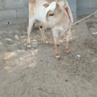 سبام