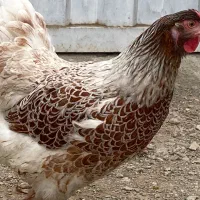 ویاندوت مولد اورنج و سیلور و جوجه جی اس جی|حیوانات مزرعه|تهران, ابوذر|دیوار