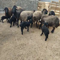 میش وبره|حیوانات مزرعه|پیشوا, |دیوار