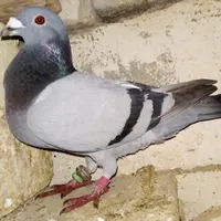 ماهی