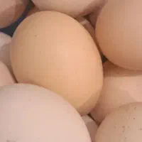 هیلکه‌کردی