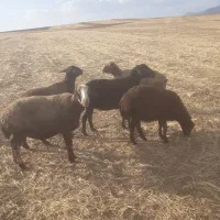 گوسفندداشتی افشار مهربان جوان