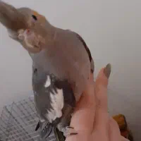 عروس هلندی|پرنده|تهران, جیحون|دیوار