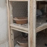 قفس  چوبی  کبوتر