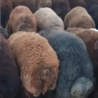 گوسفند بره نر بومی