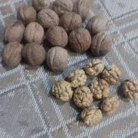 گردو‌‌.اث‌دروشت‌‌مغز سفید