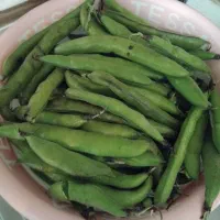 باقالی تازه چین