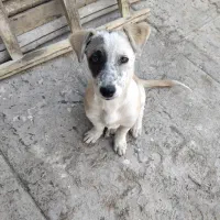 سگ پاکوتاه|سگ|مشهد, خواجه ربیع|دیوار