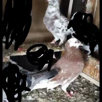 کبوتر رفته|حیوانات|میاندوآب, |دیوار