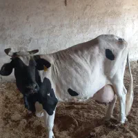 گاو خارجی با گوساله|حیوانات مزرعه|زابل, |دیوار