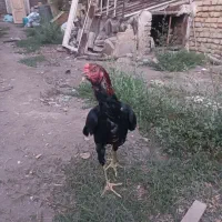 خروس لاری و بلدرچین