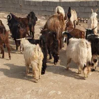 ۱۰ بز و ۱۰ بزغاله