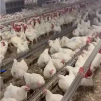 نیروی مرغداری