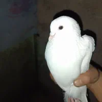 کبوتر|پرنده|تبریز, |دیوار