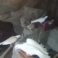 کفتر پرشی|پرنده|بیکاه, |دیوار