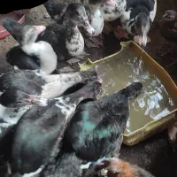 اردک خارجی