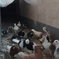 کبوتر|پرنده|مرودشت, فاز دوم شهرک فرهنگیان|دیوار